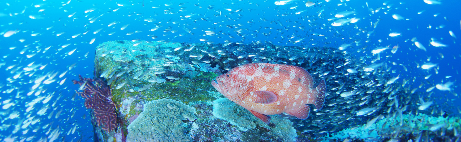 Ehime University Center for Marine Environmental Studies